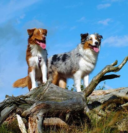 australian shepherd