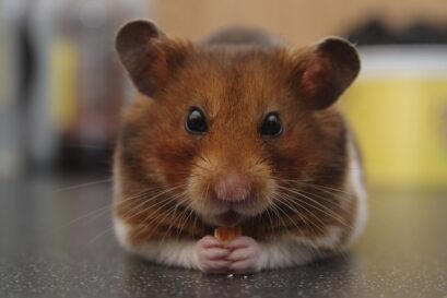 hamster verboden australie