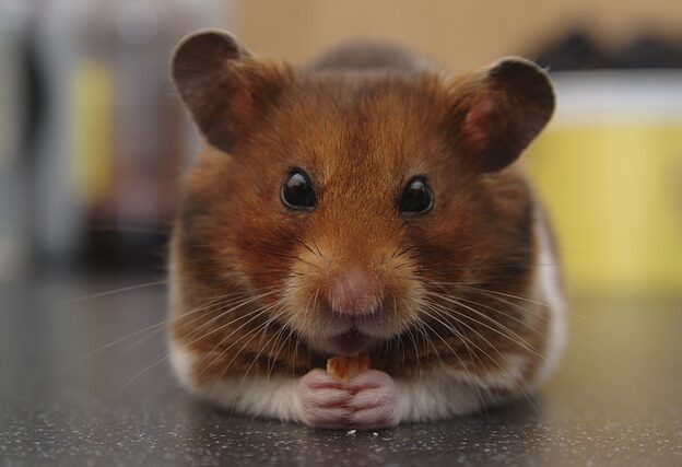 hamster verboden australie