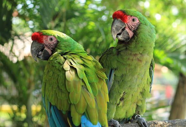 groene papegaai