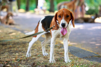 American Foxhound pup
