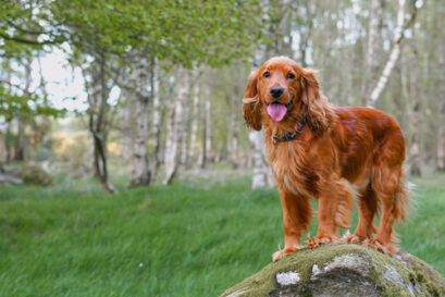 Golden Retriever Cocker