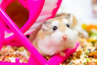 hamster cuantalope meloen