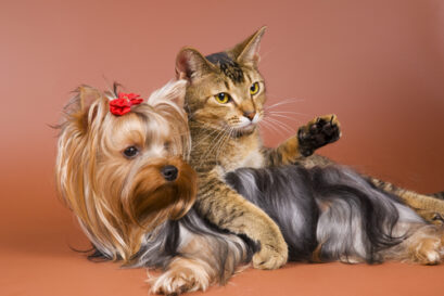 yorkshire terrier kat
