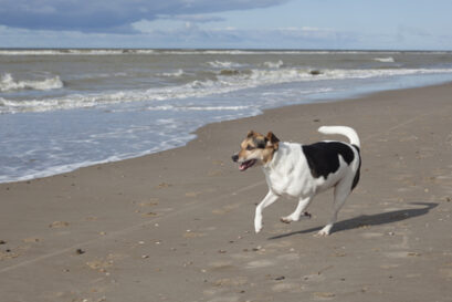 jack russell kruising