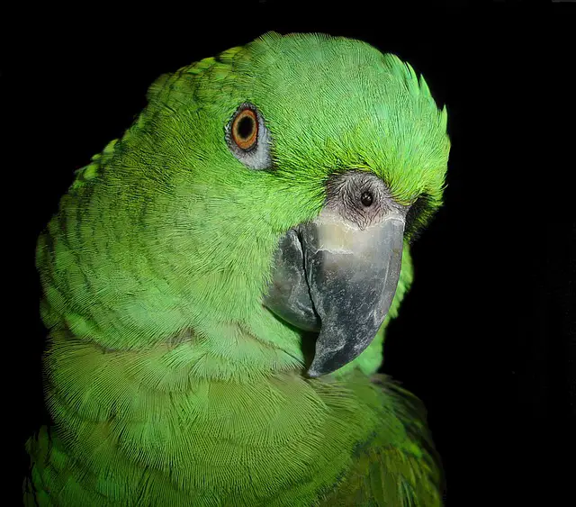 amazone papegaai