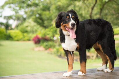 Berner Sennenhond warmte