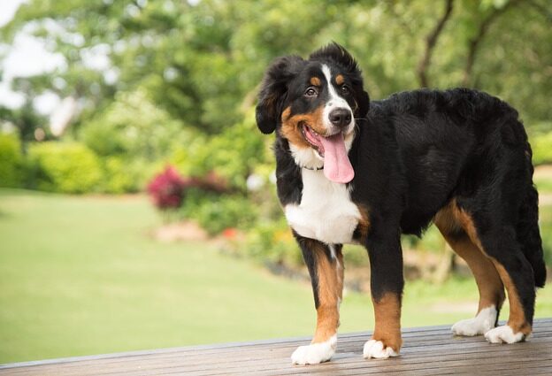 Berner Sennenhond warmte