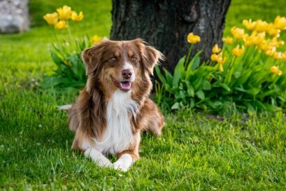 Australian Shepherd warmte