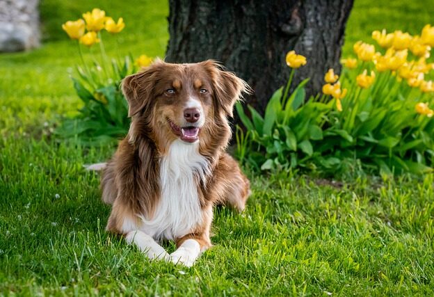 Australian Shepherd warmte
