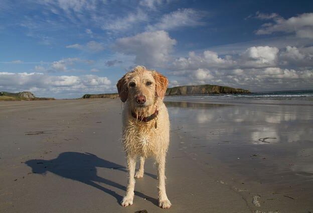 Labradoodle beweging