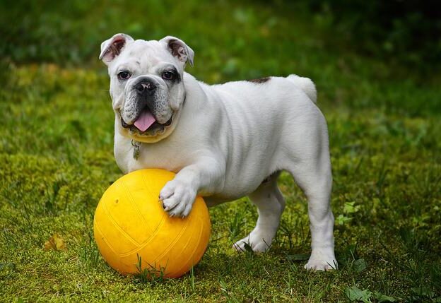 Engelse Bulldog beweging