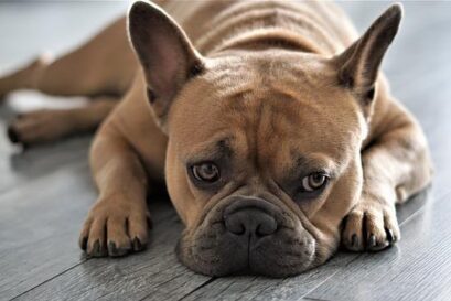 verschil franse bulldog engelse bulldog