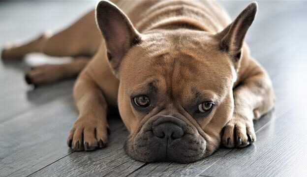verschil franse bulldog engelse bulldog