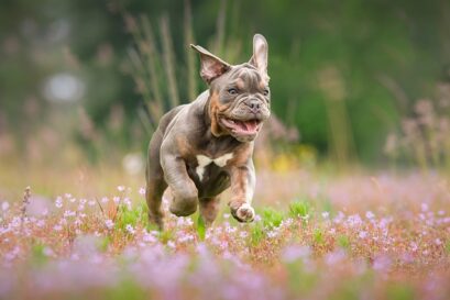 Engelse bulldog weetjes