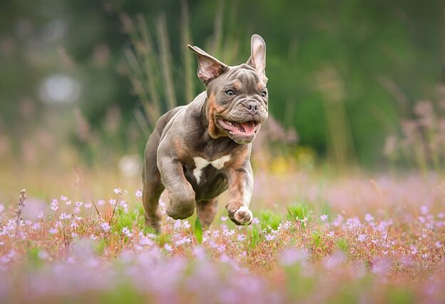 Engelse bulldog weetjes
