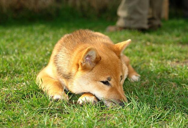 shiba inu kruising