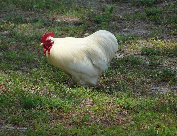leghorn kip