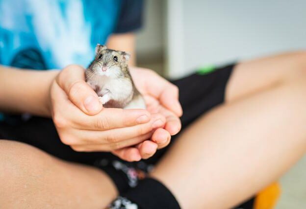 hamster citroen