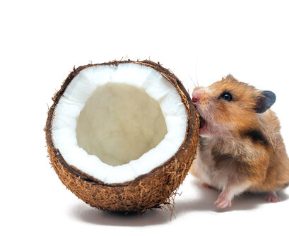 hamster kokosnoot