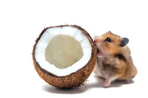 hamster kokosnoot